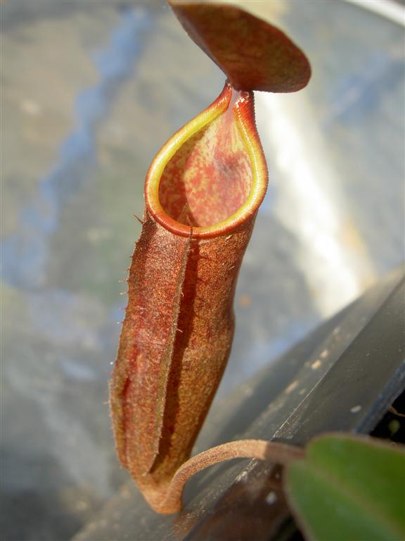 Nepenthes sanguinea